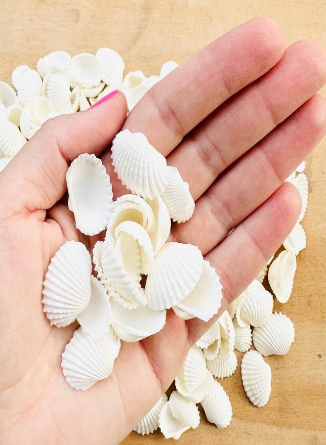 JUNERUSH Small Tiny White Artificial Sea Shells Mini White Bulk Candle DIY Craft Shells for Home Decor, Vase Filler, Beach Decorations Shells (1 Inch) (200gm) - Image 2